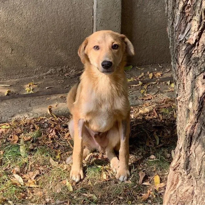 VSAT – Verein Schweizer AuslandTierschutz — Refuge, Märwil, Thurgovie. Foto 2