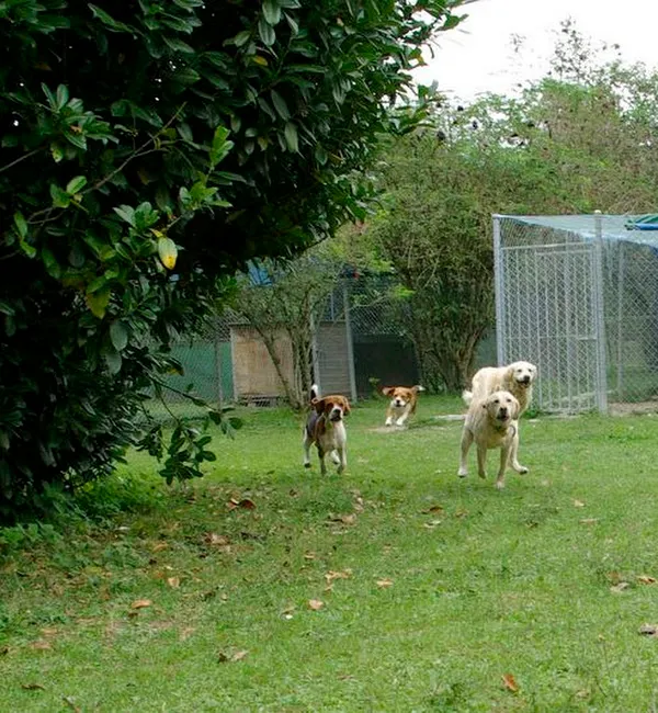 Of Liberty - dog day boarding kennel - Garde journalière chiens — Katzenpension in Avully, Genf. 