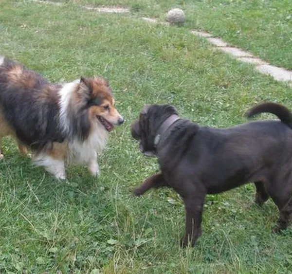 Of Liberty - dog day boarding kennel - Garde journalière chiens — Pension pour chats, Avully, Genève. Foto 2