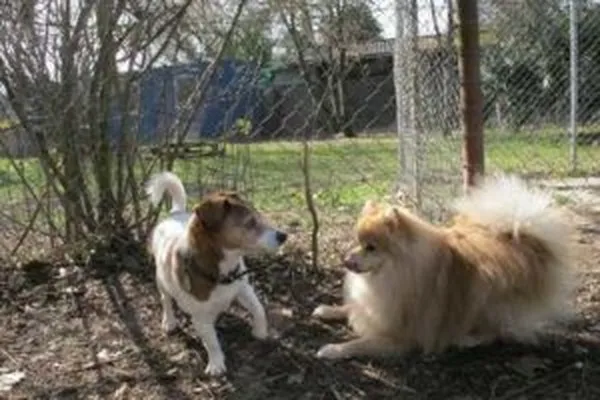 Of Liberty - dog day boarding kennel - Garde journalière chiens — Pension pour chats, Avully, Genève. Foto 3