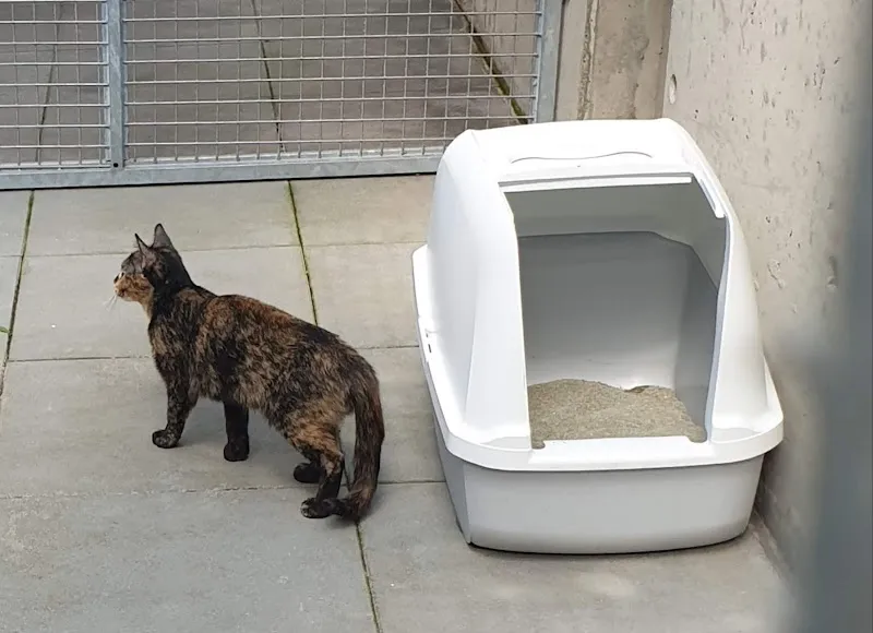 Rifugio per animali La Stampa — Refuge, Lugano, Tessin. Foto 3