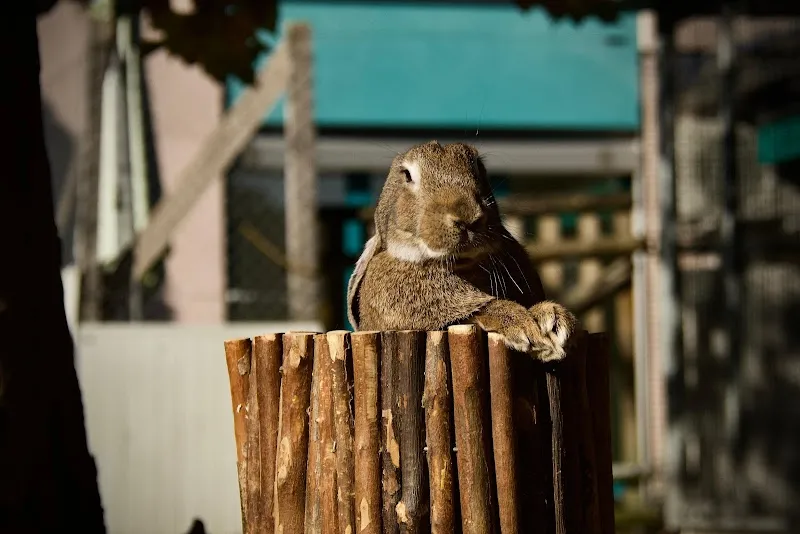 Società Protezione Animali Locarno e Valli — Tierheim, Gordola, Tessin. Foto 3