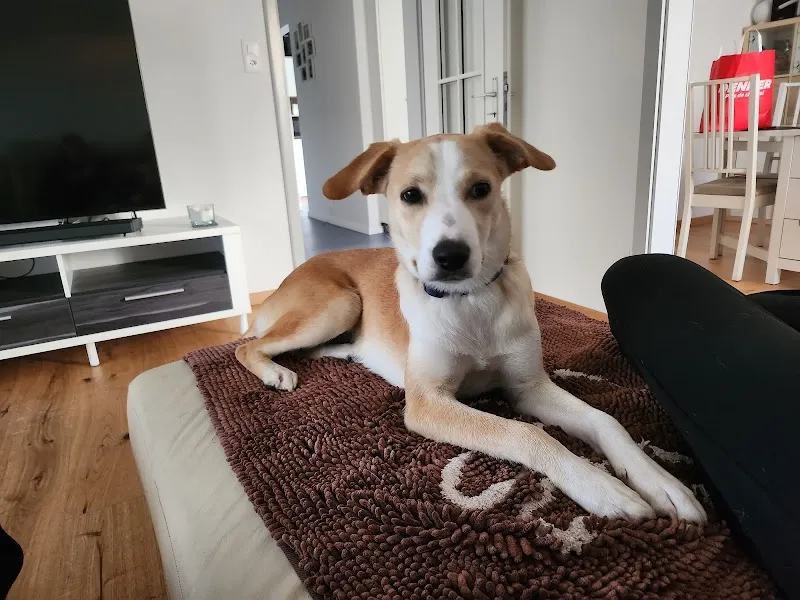 Tierheim Tellen — Tierheim in Hohentannen, Thurgau. Bewertung 4.6/5.