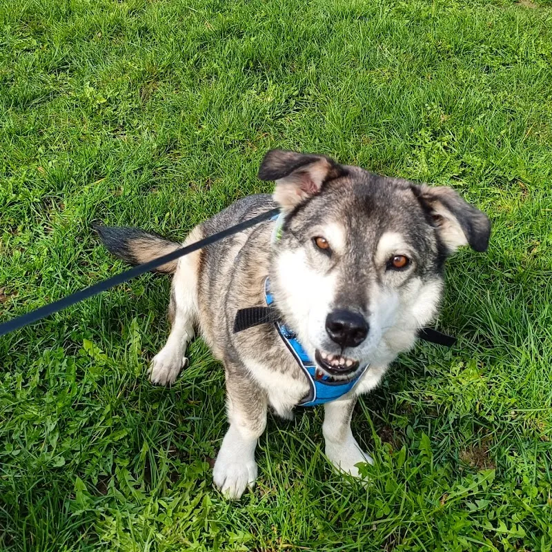 Tierheim Tellen — Refuge, Hohentannen, Thurgovie. Foto 3