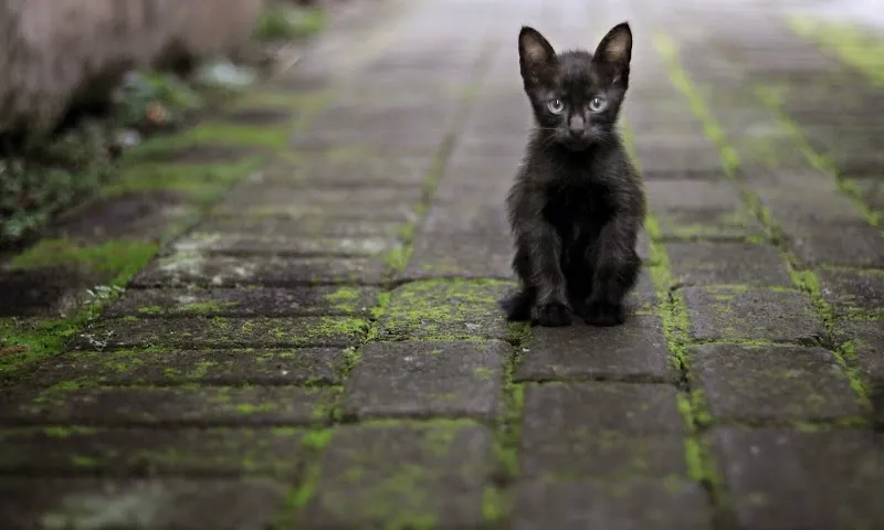 Tierschutzverein Uri (TSVU) — Tierheim in Silenen, Uri. Bewertung 4.5/5.