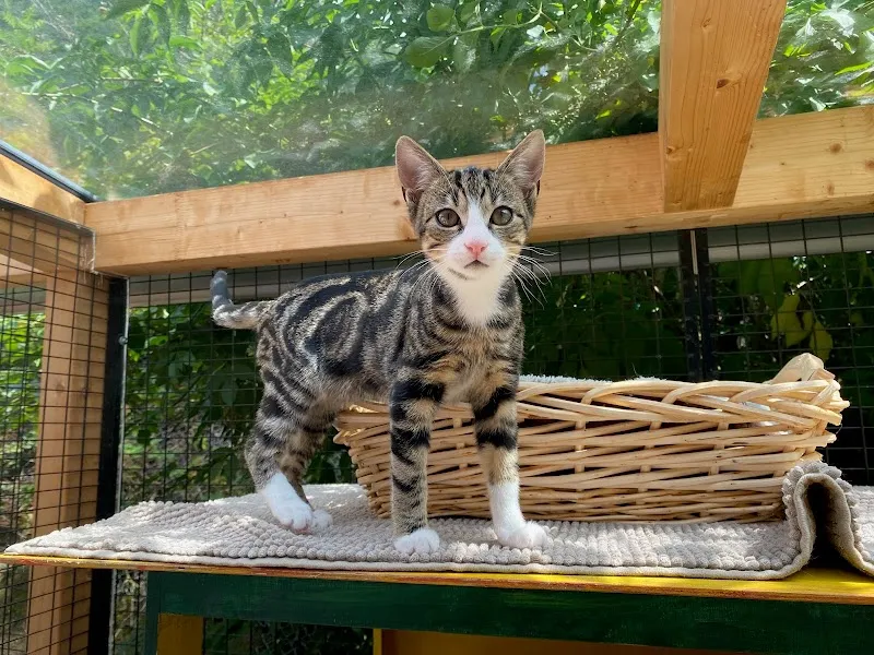 Tierschutzverein Uri (TSVU) — Tierheim, Silenen, Uri. Foto 3