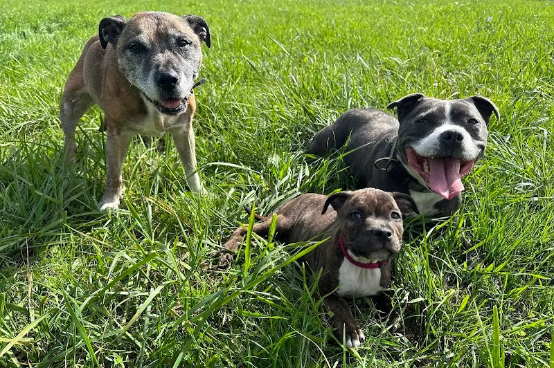 Pension de la Malotte — Katzenpension in Chancy, Genf. Bewertung 4.6/5.