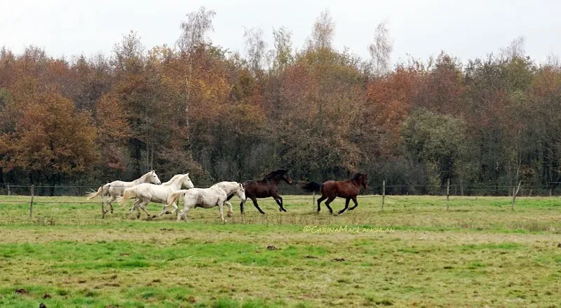 Refuge de Darwyn — Refuge, Sezenove, Genève. Foto 3