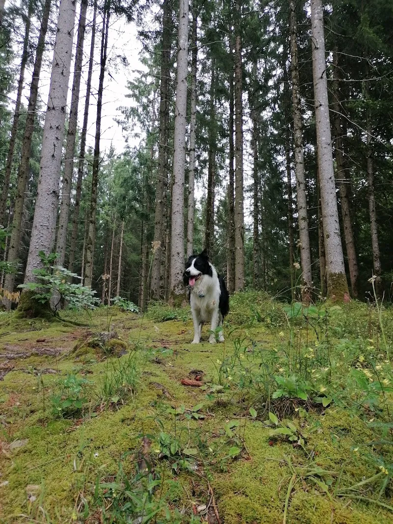 Refuge de Tolochenaz — Refuge, Renens, Vaud. Foto 3