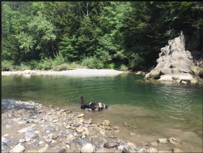 Pet Sitting Geneva — Tierdienste in Thônex, Genf. 