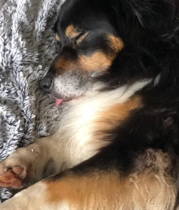 Pet Sitting Geneva — Tierdienst, Thônex, Genf. Foto 2