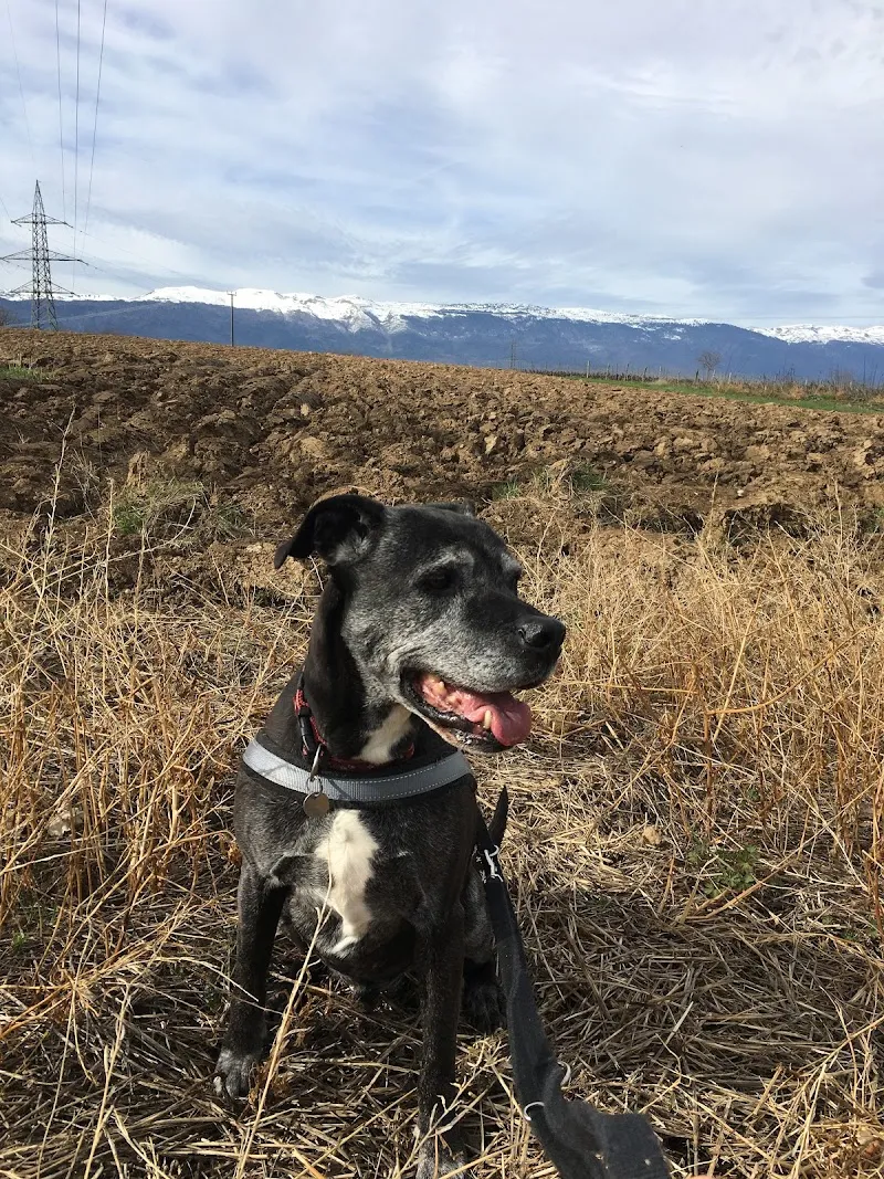 Société Protectrice des Animaux (SPA) Refuge Vailly — Tierheim in Bernex, Genf. Bewertung 4.1/5.