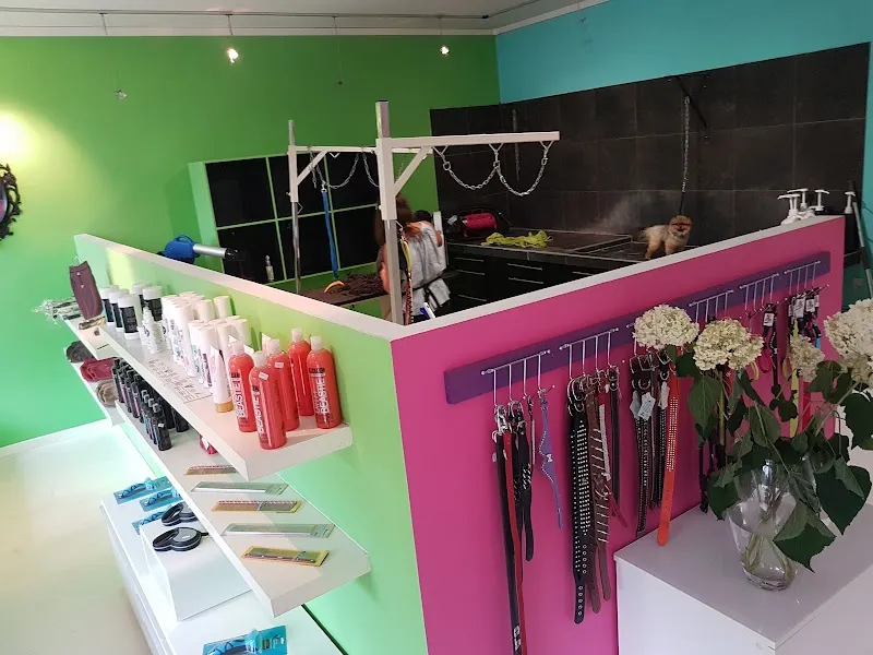 Rock my Dog, Dawson Chloé — Katzenpension in Genève, Genf. Bewertung 4.7/5.