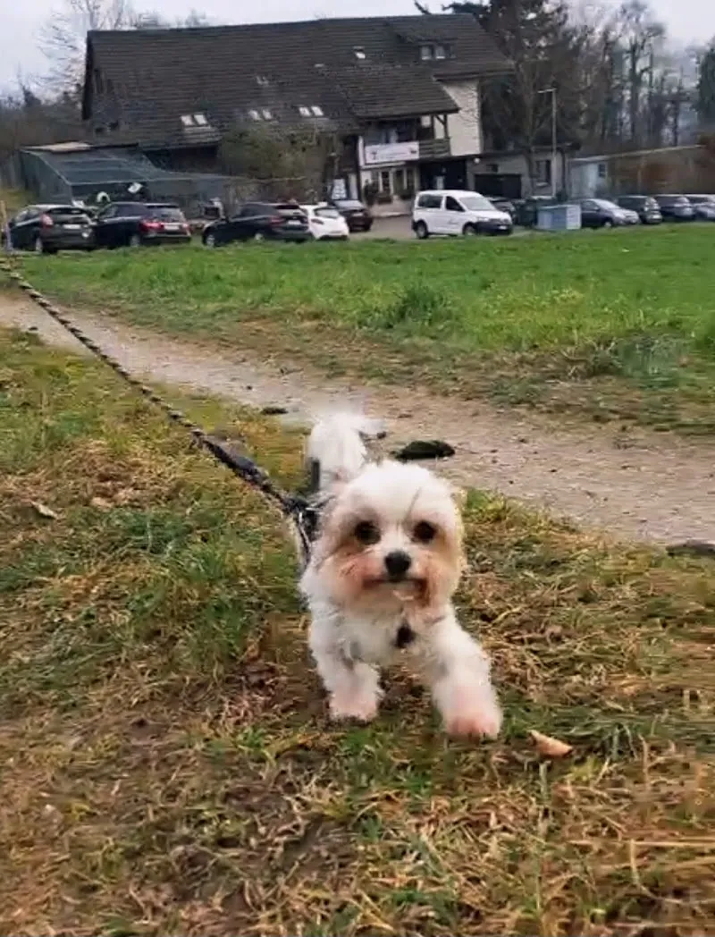 Aargauischer Tierschutzverein ATs — Tierheim in Untersiggenthal, Aargau. Bewertung 4.1/5.