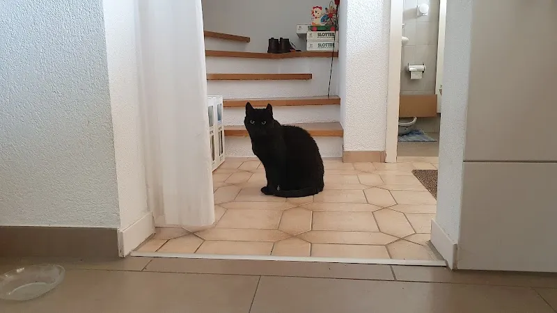 Aargauischer Tierschutzverein ATs — Tierheim, Untersiggenthal, Aargau. Foto 2