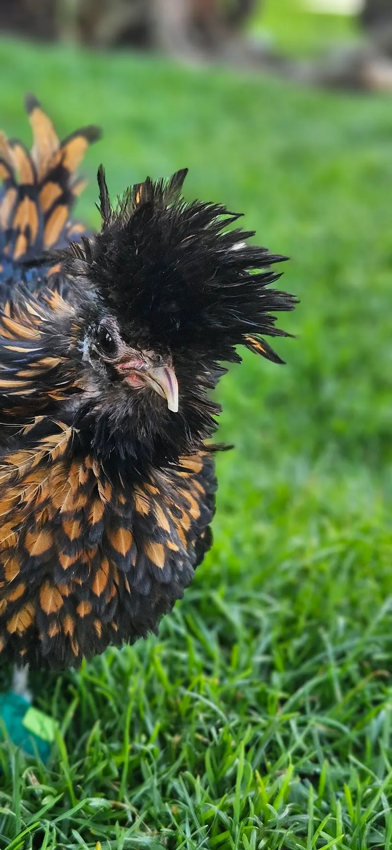 Helena Frey-Stiftung für Tierschutz, Tierheim — Tierheim in Rümlang, Zürich. Bewertung 4.7/5.