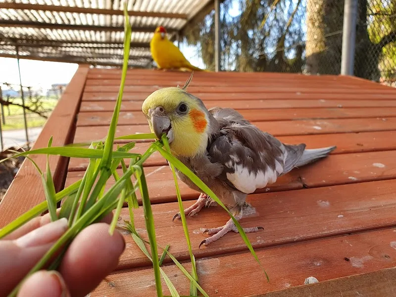 Helena Frey-Stiftung für Tierschutz, Tierheim — Refuge, Rümlang, Zurich. Foto 2