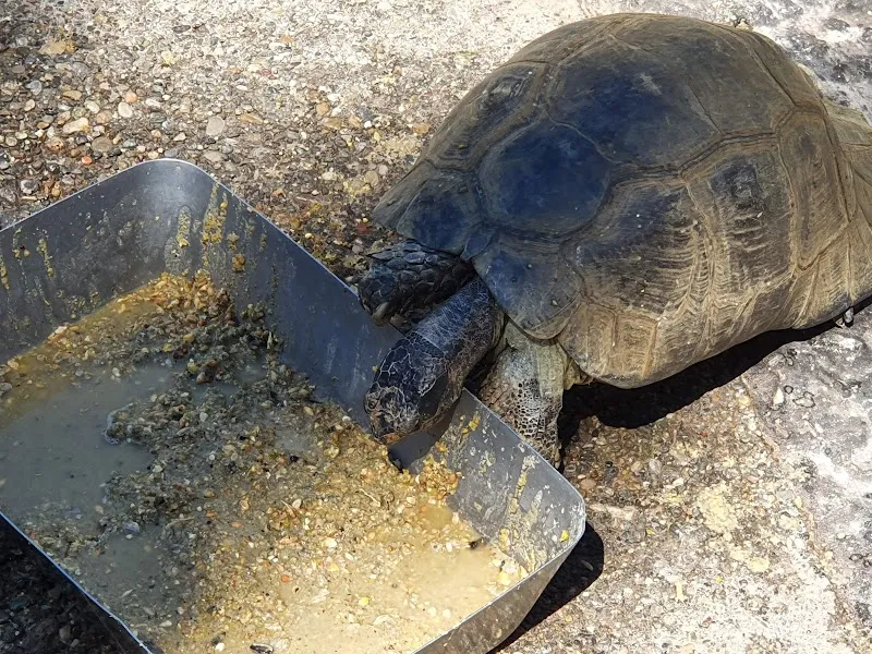 Helena Frey-Stiftung für Tierschutz, Tierheim — Refuge, Rümlang, Zurich. Foto 3