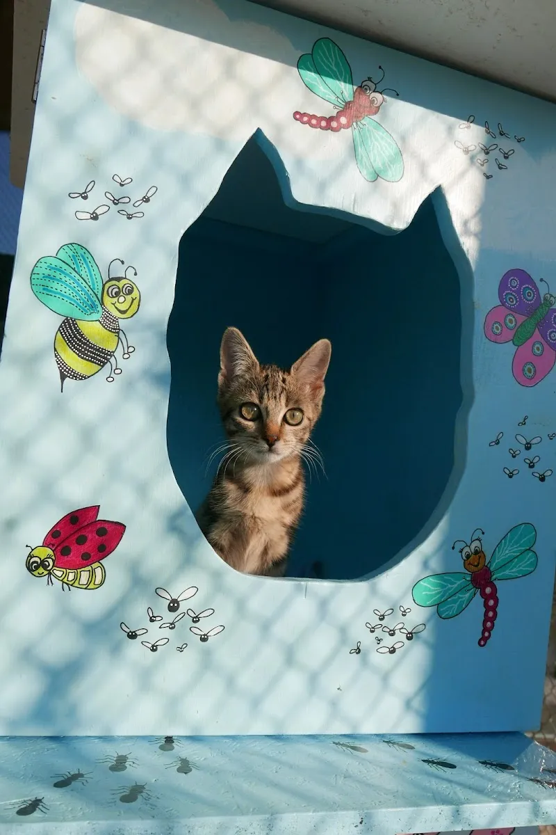 SOS Chats — Katzenpension in Vernier, Genf. Bewertung 4.1/5.