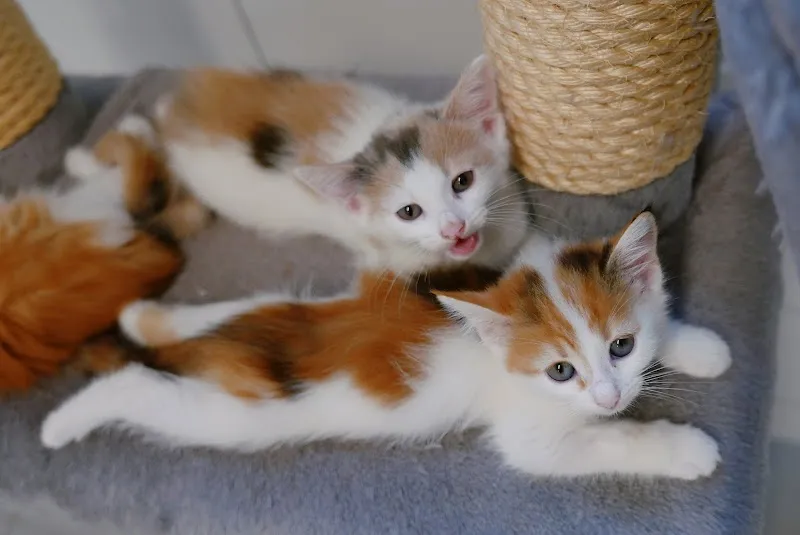 SOS Chats — Katzenpension, Vernier, Genf. Foto 2