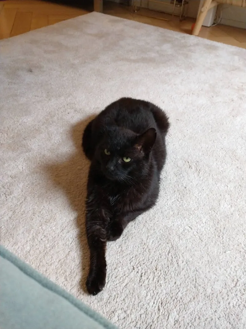 SOS Chats — Katzenpension, Vernier, Genf. Foto 3