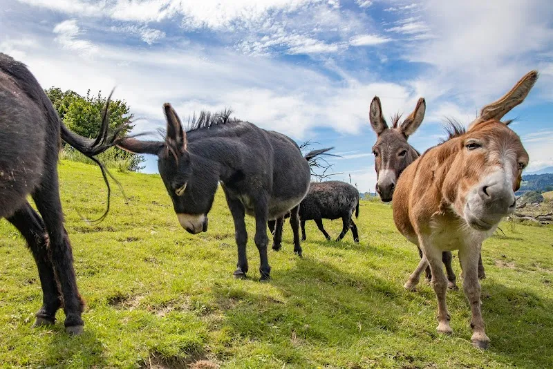 ProTier – Stiftung für Tierschutz und Ethik — Refuge, Zürich, Zurich. Foto 2