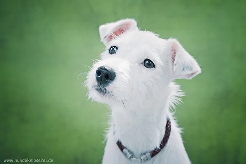 Stiftung Paradiesli, Tierheim für Ob und Nidwalden — Tierheim in Ennetmoos, Nidwalden. Bewertung 4.7/5.