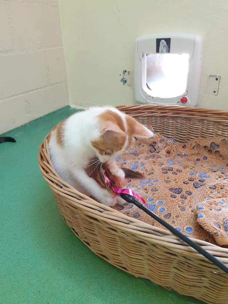 Stiftung Paradiesli, Tierheim für Ob und Nidwalden — Refuge, Ennetmoos, Nidwald. Foto 2