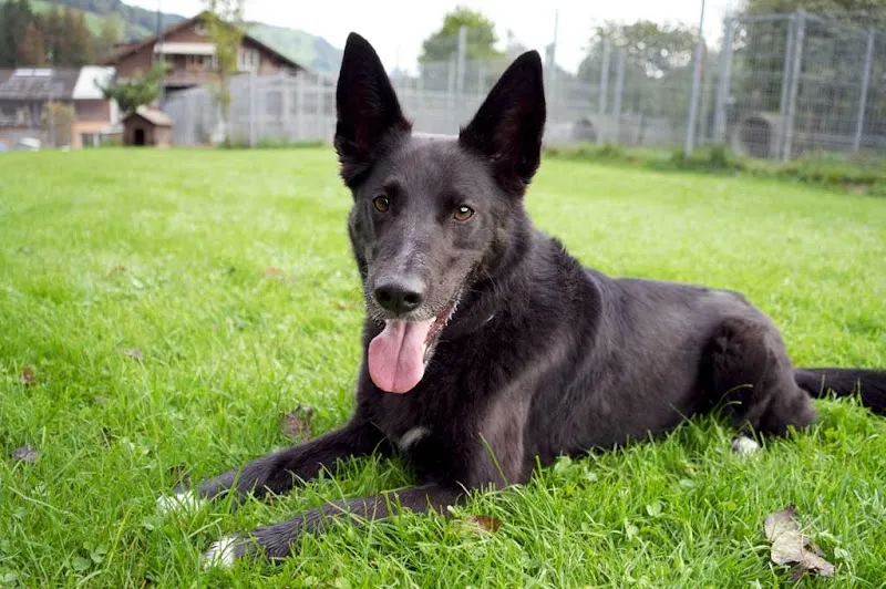 Stiftung Paradiesli, Tierheim für Ob und Nidwalden — Refuge, Ennetmoos, Nidwald. Foto 3