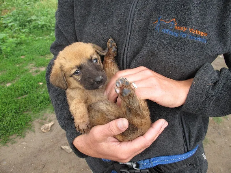 Susy Utzinger Stiftung für Tierschutz — Tierheim in Kollbrunn, Zürich. Bewertung 4.5/5.