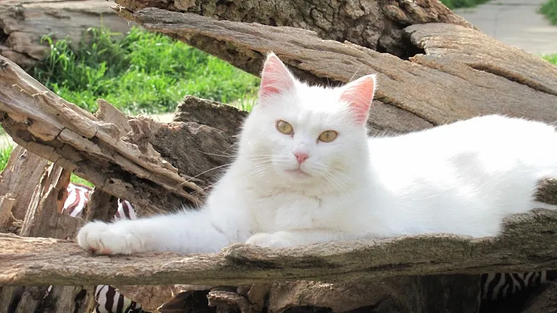 Susy Utzinger Stiftung für Tierschutz — Tierheim, Kollbrunn, Zürich. Foto 2