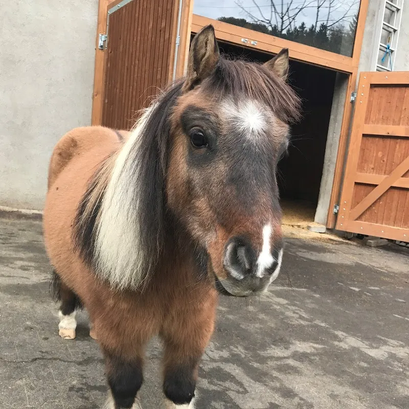 Tierasyl Waldheim — Tierheim in Safenwil, Aargau. Bewertung 4.8/5.
