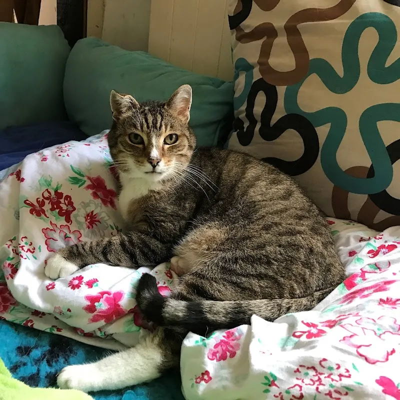 Tierasyl Waldheim — Refuge, Safenwil, Argovie. Foto 2