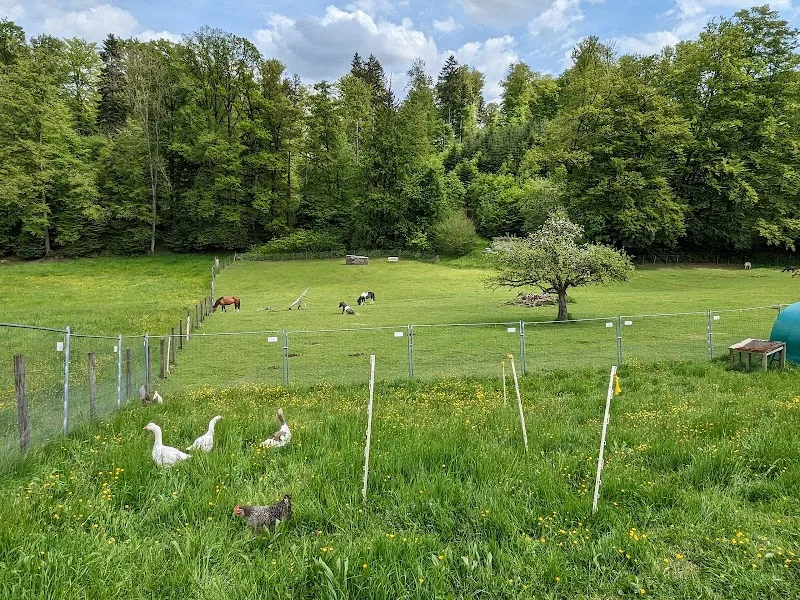 Tierasyl Waldheim — Refuge, Safenwil, Argovie. Foto 3