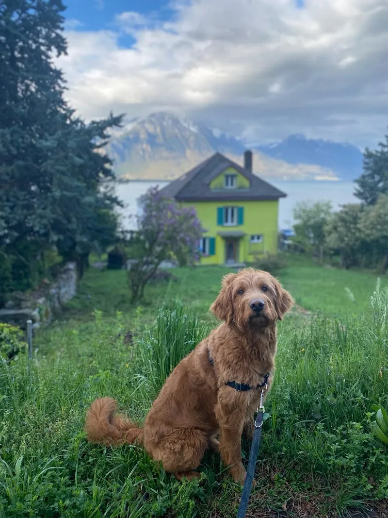 Sam Swiss Petsitter — Katzenpension in Genève, Genf. Bewertung 5.0/5.