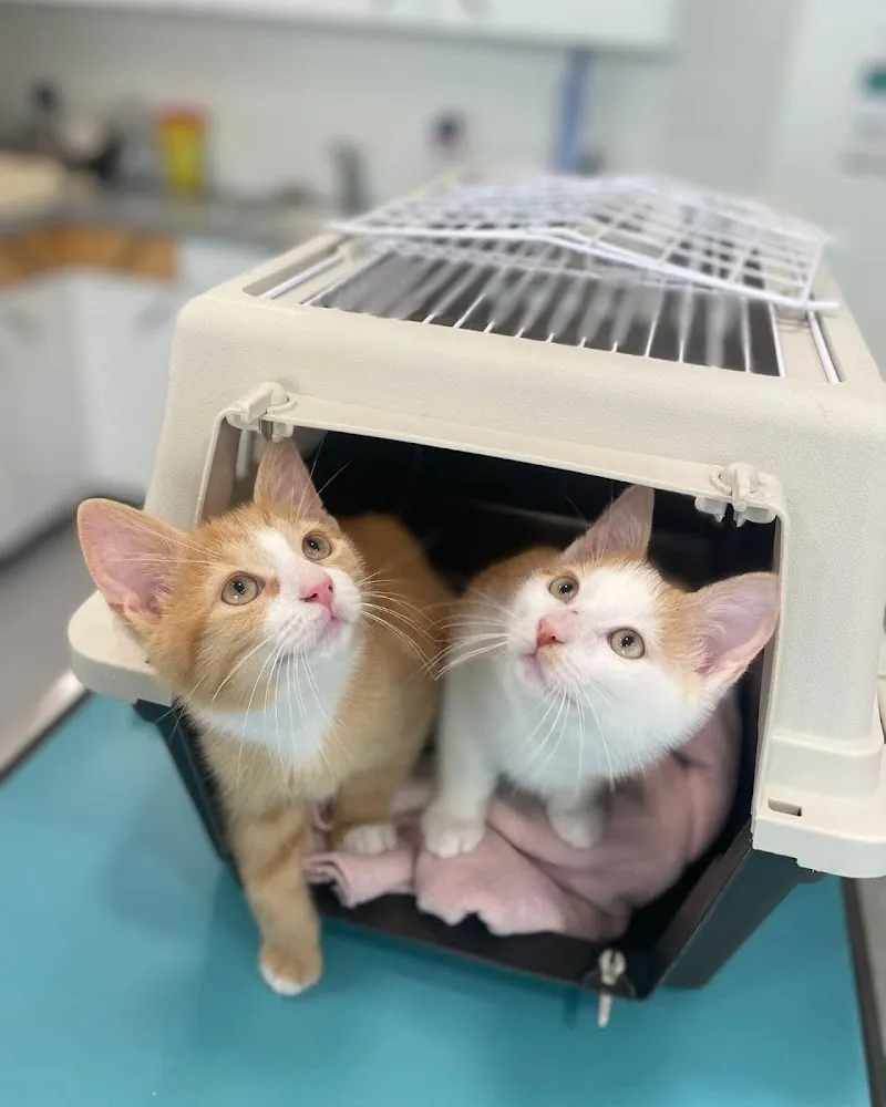 Tierheim Burg, Tierschutzverein Schwyz — Tierheim, Seewen, Schwyz. Foto 3