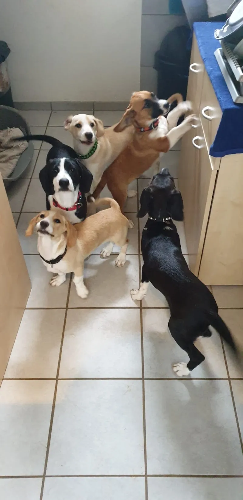 Tierheim Linth — Tierheim in Goldingen, St. Gallen. Bewertung 4.4/5.