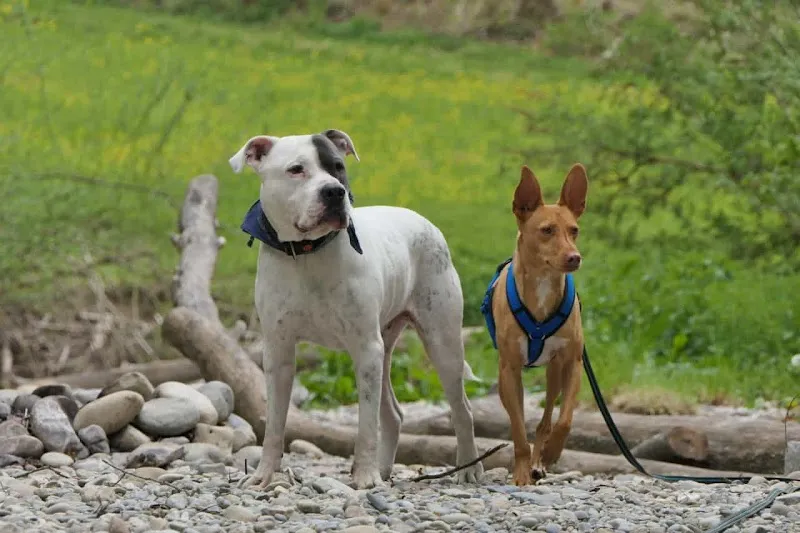 Tierheim Linth — Tierheim, Goldingen, St. Gallen. Foto 3