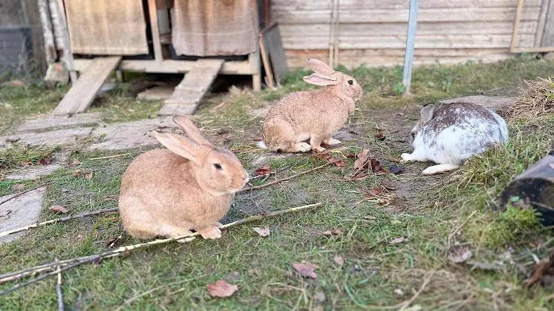 Tierheim MalMel — Refuge, Hägglingen, Argovie. Foto 2