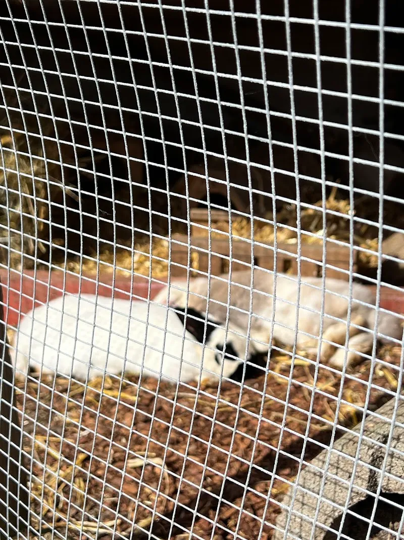 Tierheim MalMel — Refuge, Hägglingen, Argovie. Foto 3