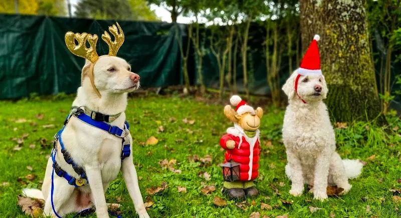 Tierheim Rosenberg — Tierheim in Winterthur, Zürich. Bewertung 4.7/5.
