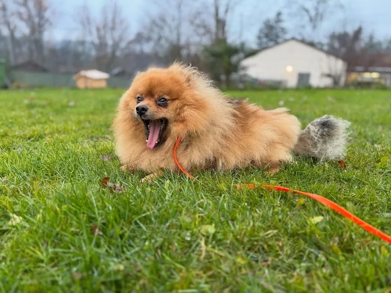 Tierheim Rosenberg — Refuge, Winterthur, Zurich. Foto 2