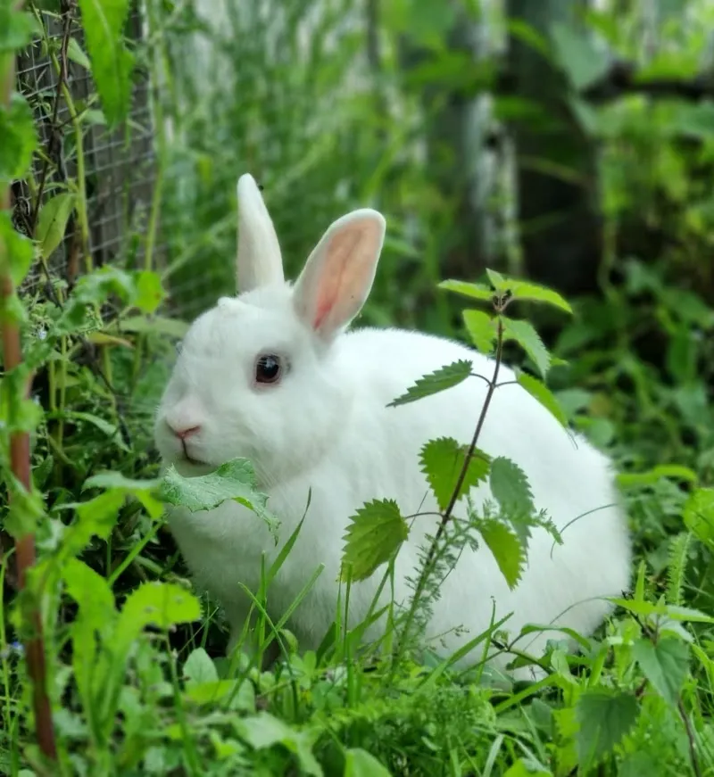 Tierheim Rosenberg — Refuge, Winterthur, Zurich. Foto 3