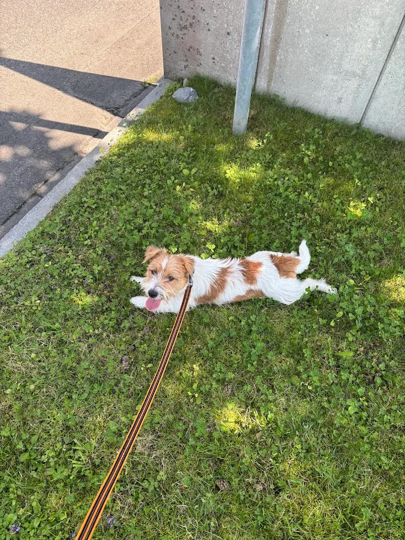 Tierheim Stolzboden — Refuge, Sihlbrugg, Zoug. Foto 2