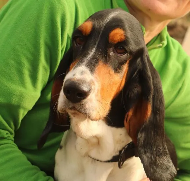 Tierheim Stolzboden — Refuge, Sihlbrugg, Zoug. Foto 3