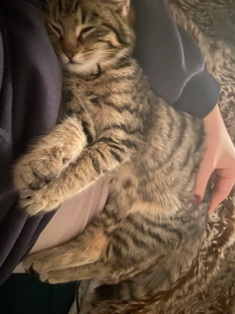 Tierheim Tierpension Strubeli — Tierheim in Volketswil, Zürich. Bewertung 4.6/5.