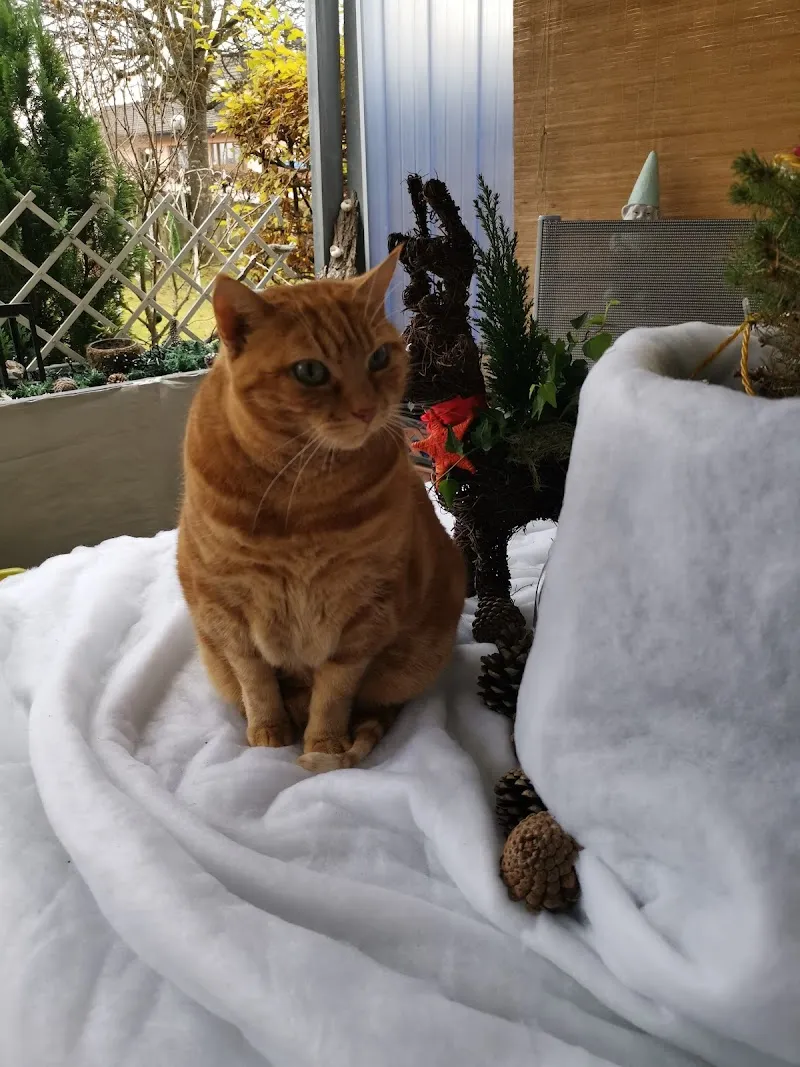 Tierheim Tierpension Strubeli — Tierheim, Volketswil, Zürich. Foto 2