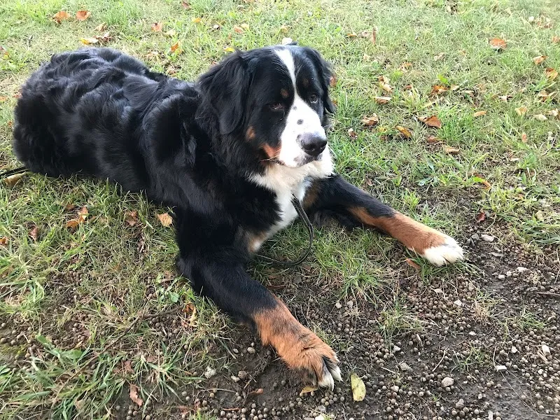 Tierheim Tierpension Strubeli — Tierheim, Volketswil, Zürich. Foto 3