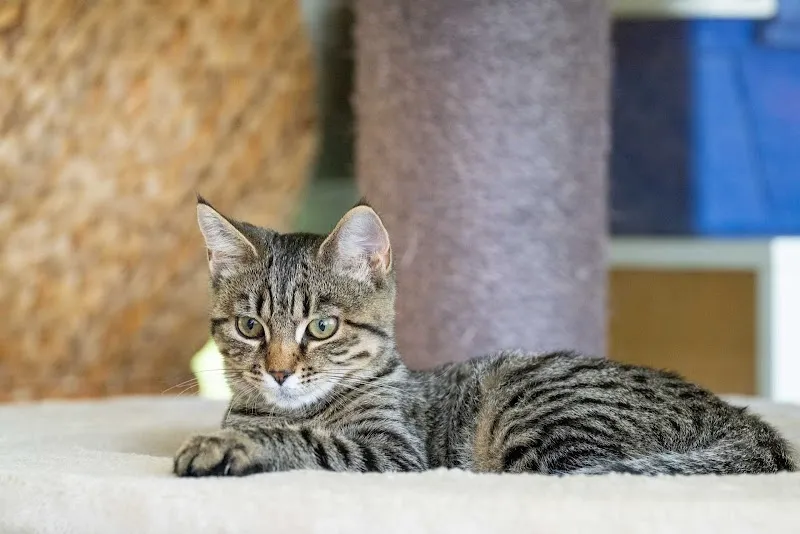 Tierheim Welti — Tierheim in Winkel, Zürich. Bewertung 4.6/5.