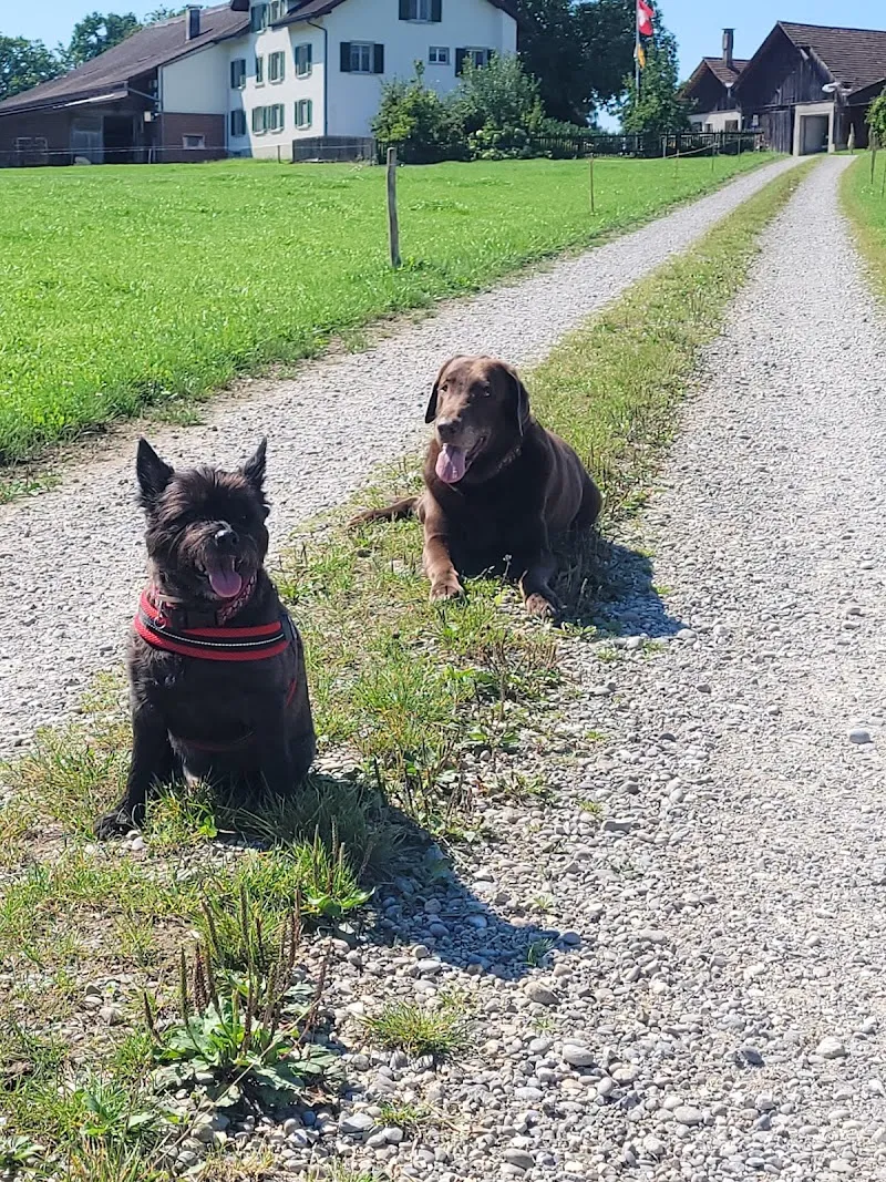 Tierheim Wängi — Refuge, Müselbach, Saint-Gall. Foto 2